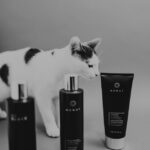 2 Shampo Kucing Terbaik 4 Rekomendasi brittani burns ALUhM8tsuuY unsplash