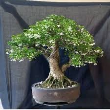2 Bonsai Terbaik 2 Rekomendasi ansting