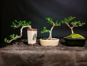 2 Bonsai Terbaik 3 Rekomendasi antang