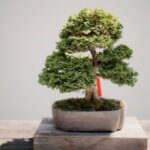 2 Bonsai Terbaik 4 Rekomendasi mark tegethoff TYUS cXzy50 unsplash