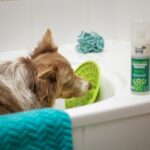 2 Shampo Anjing Terbaik 5 Rekomendasi ayla verschueren yE5hlzDapEo unsplash