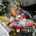 2 Pakan Koi Terbaik 4 Rekomendasi ryan waldman kZNURJEVSFI unsplash